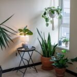 How to Decorate Small Spaces with Indoor Plants: A Complete Guide How to Decorate Small Spaces with Indoor Plants: A Complete Guide