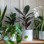The Best Indoor Plants for Air Purification: A Guide to Healthier Living The Best Indoor Plants for Air Purification: A Guide to Healthier Living