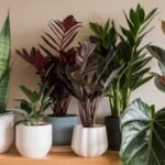 Top 7 Low-Light Plants Perfect for Apartments Top 7 Low-Light Plants Perfect for Apartments